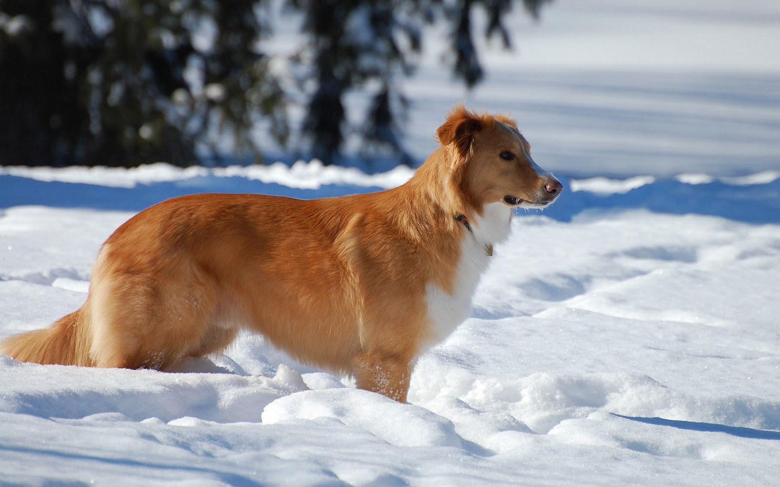 Dog Wallpaper With A Standing In The Snow HD Winter Jpg