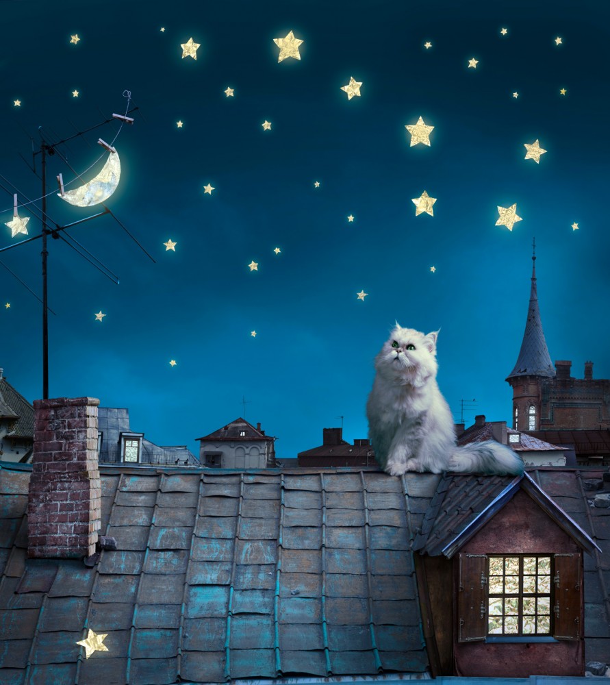 Wall Mural Wallpaper Cat Starry Sky Roof At Night Photo X Cm