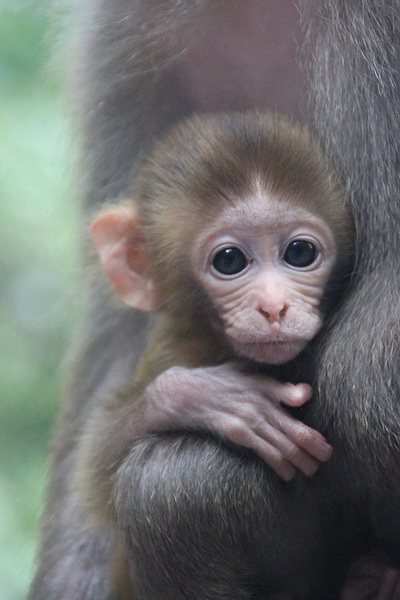 Free Download Cute Baby Monkey Cute Baby Monkey 400x600 For Your Desktop Mobile Tablet Explore 49 Puppy Monkey Baby Wallpaper Puppy Monkey Baby Wallpaper Baby Monkey Wallpaper Baby Puppy Wallpaper