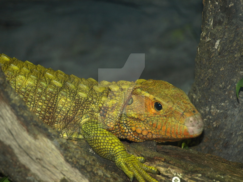 Alligator Lizard By Malevouvenator