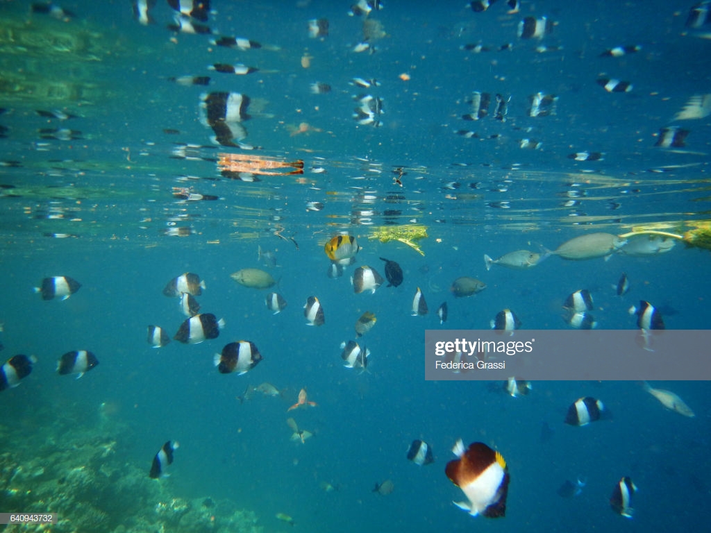 School Of Black Pyramid Butterfly Fish Stock Photo Getty Image