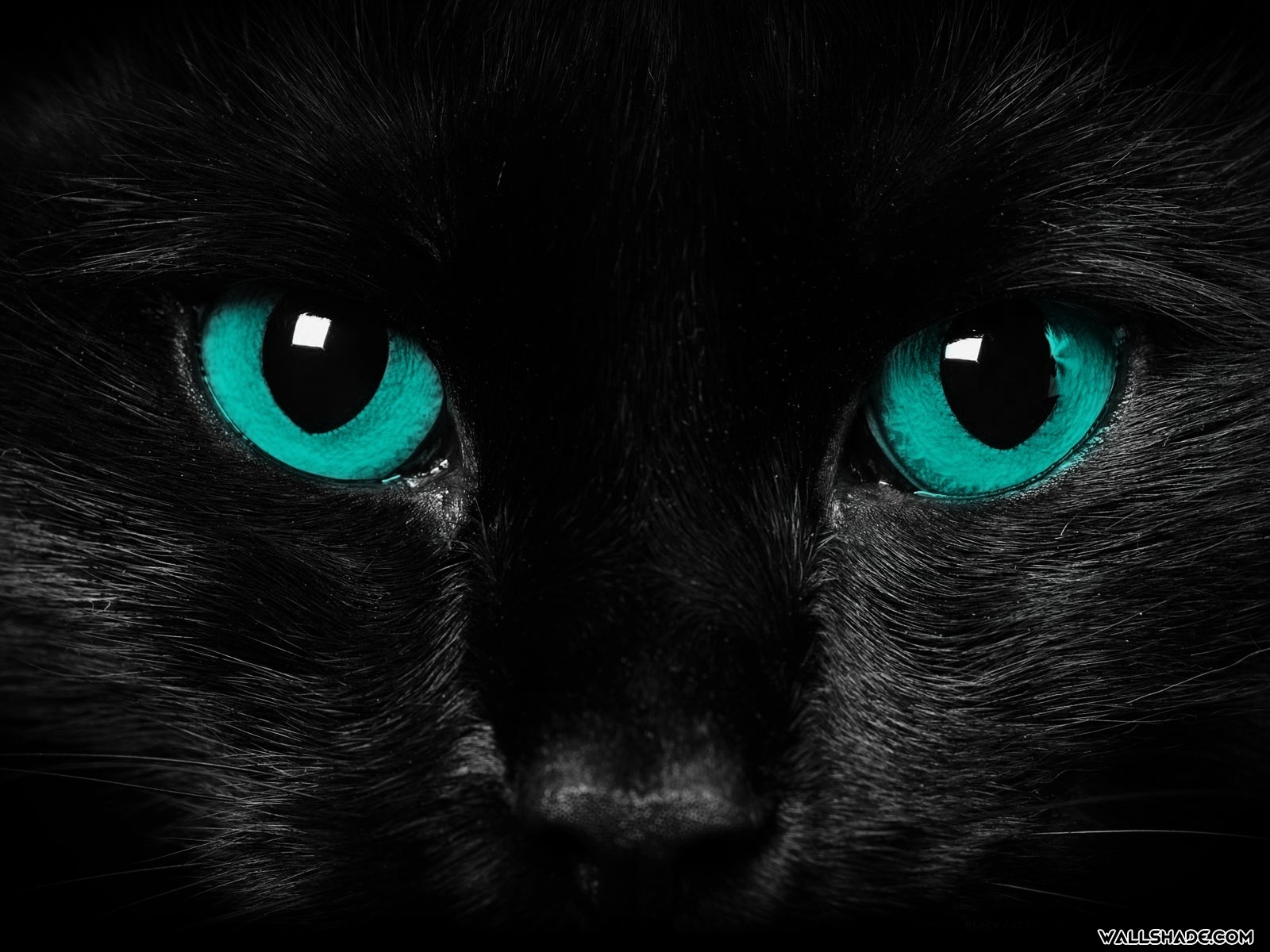 Scary Cat Eyes Desktop Wallpaper16001200