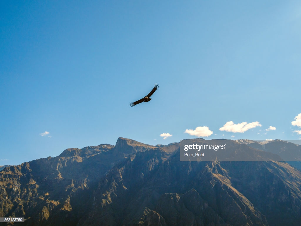 A Condor In The Colca Canyon Cruz Del Point Stock Photo