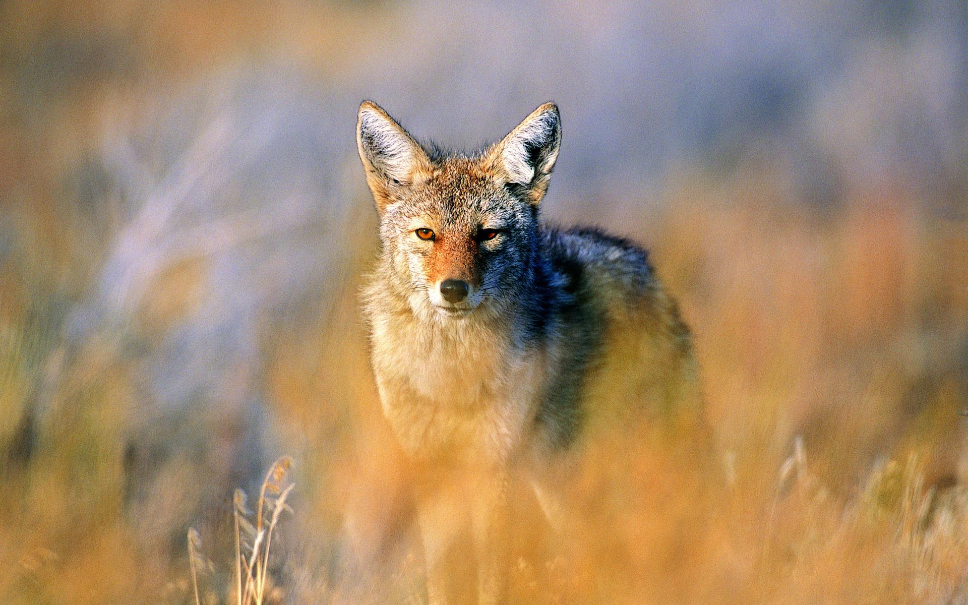Coyote High Quality And Resolution Wallpaper On