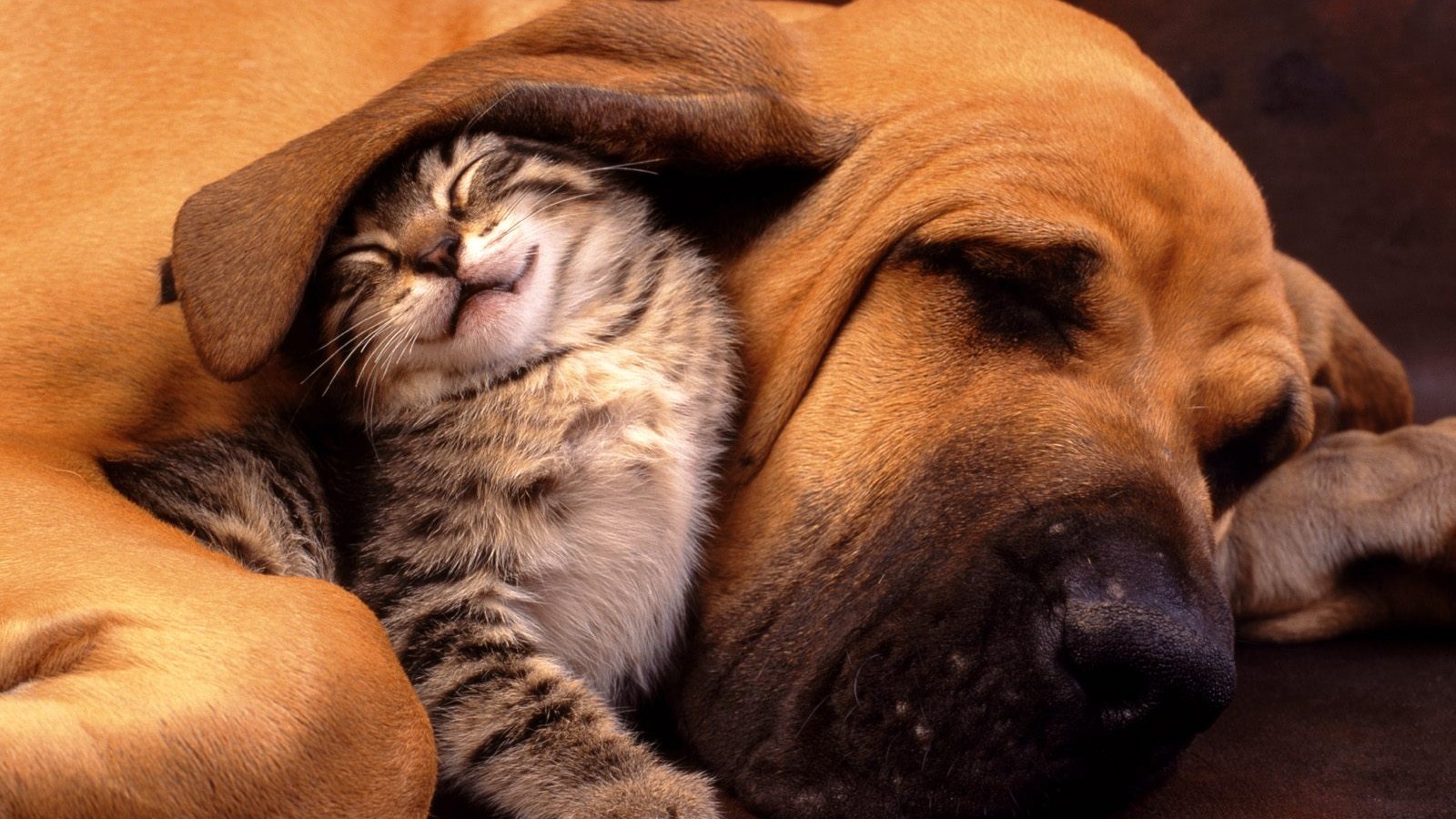 Playing Together Kitty Sleeping Under Puppys Ear Relationship is