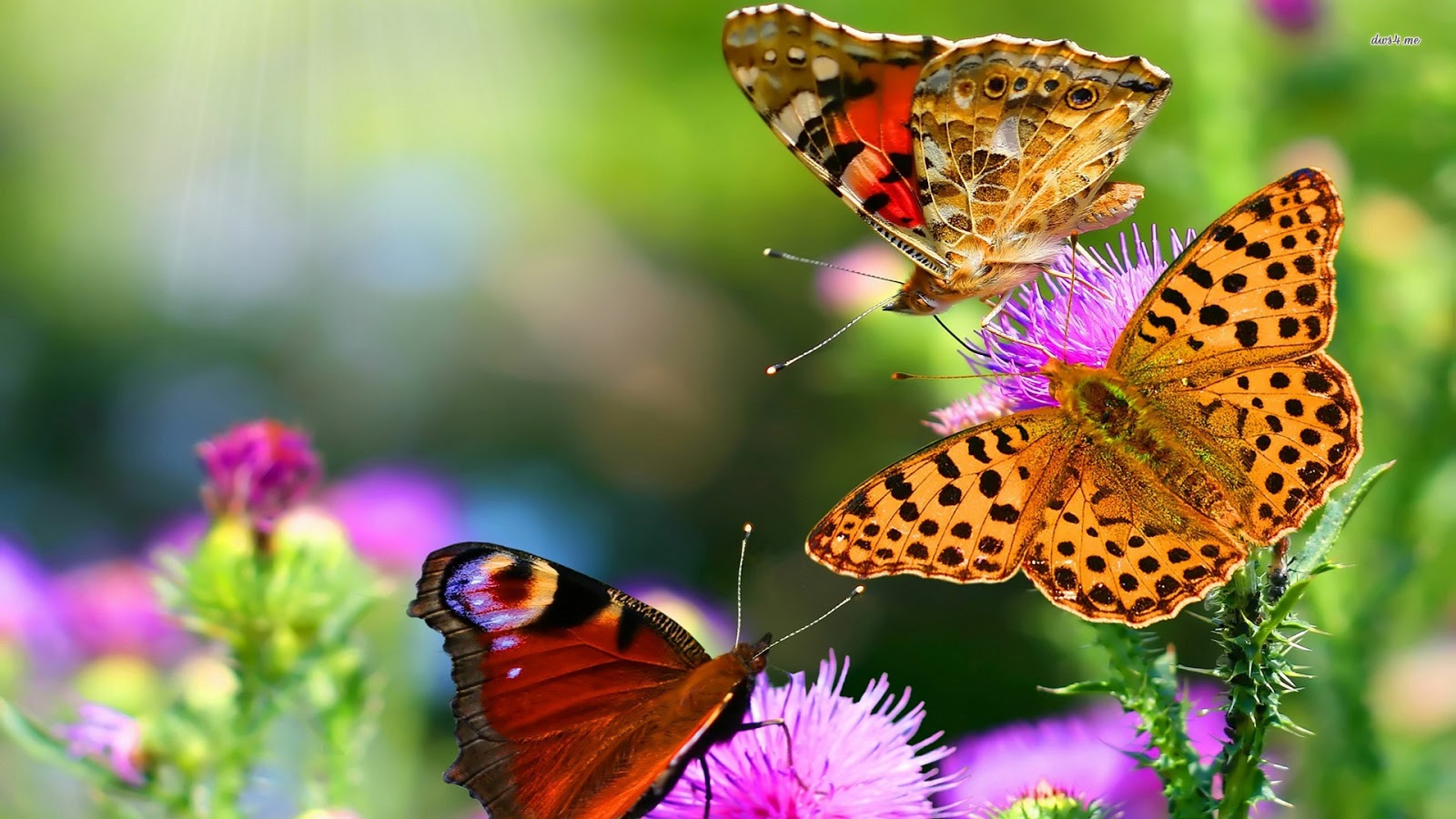 Wallpaper Beautiful Butterflies Screensaver Software