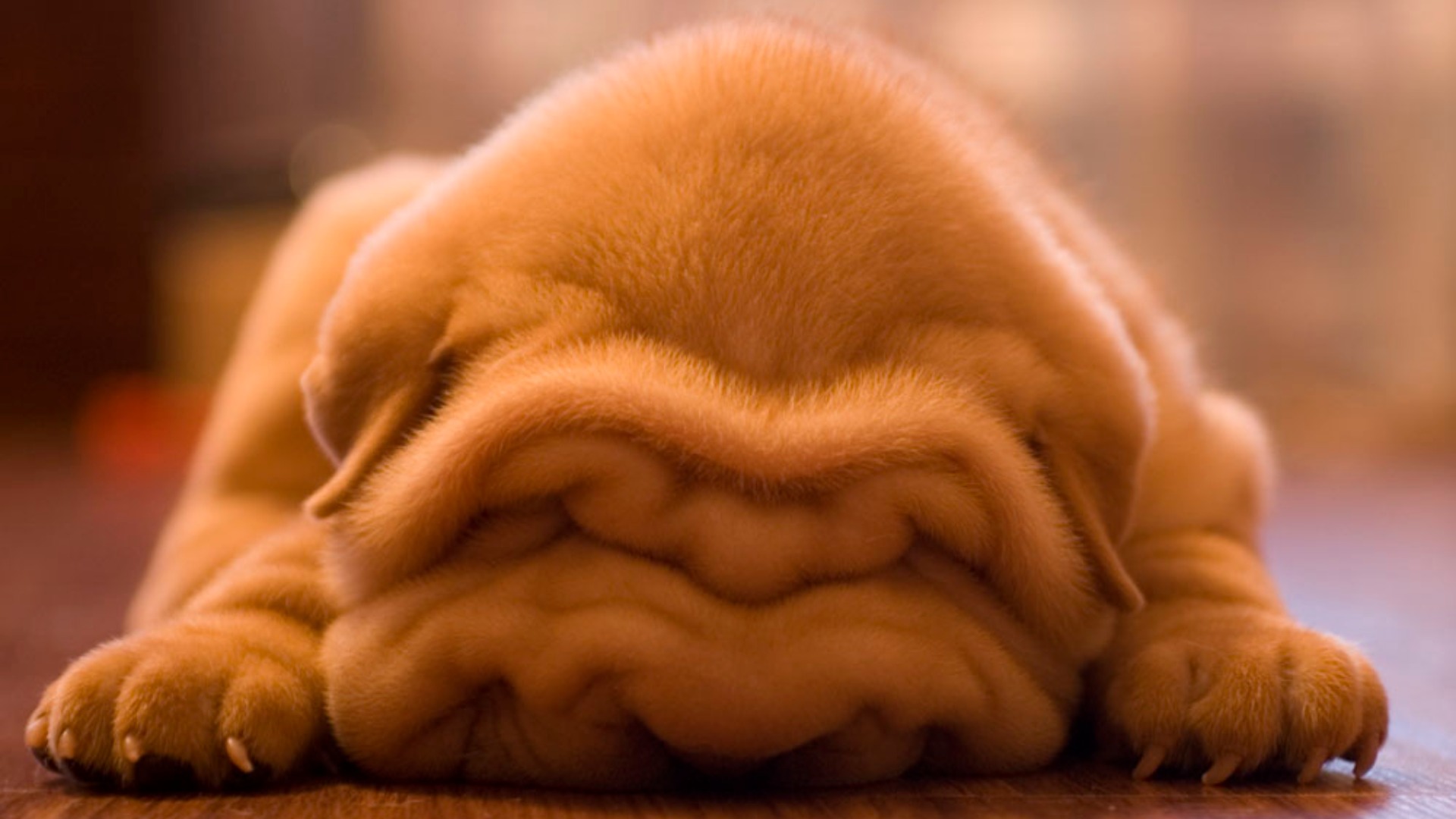 Shar Pei Wallpaper X Net
