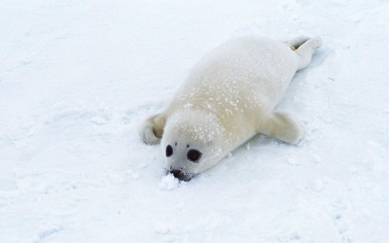 Animal Seals Seal HD Photos Pictures