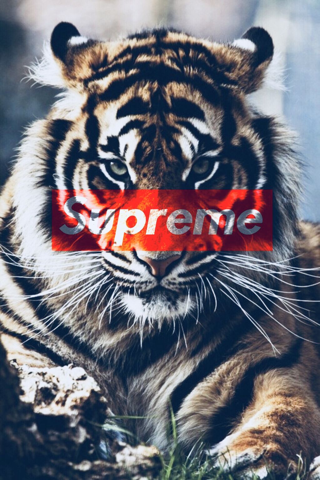 Supreme x tiger wallpaper supreme supremesticker tiger