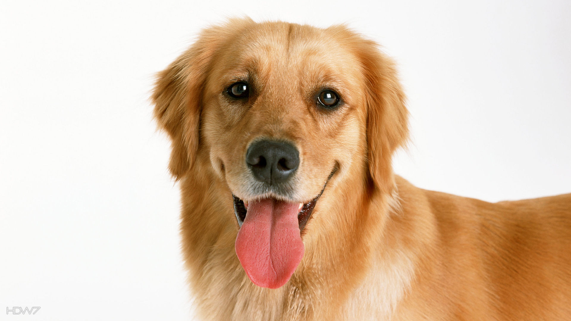 Golden Retriever Dog HD Desktop Wallpaper