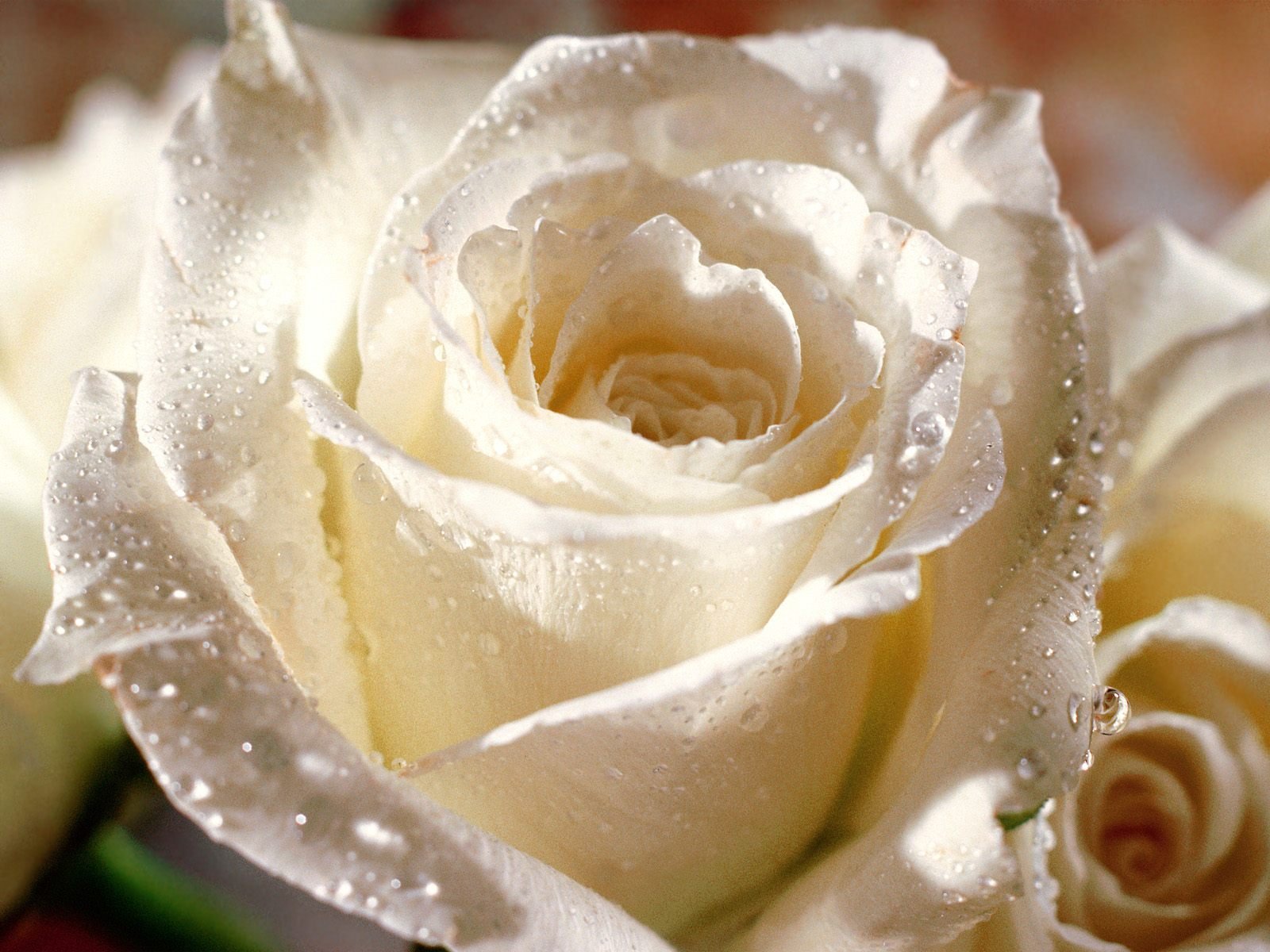 Flowers Pictures White Roses Hd Desktop Wallpaper