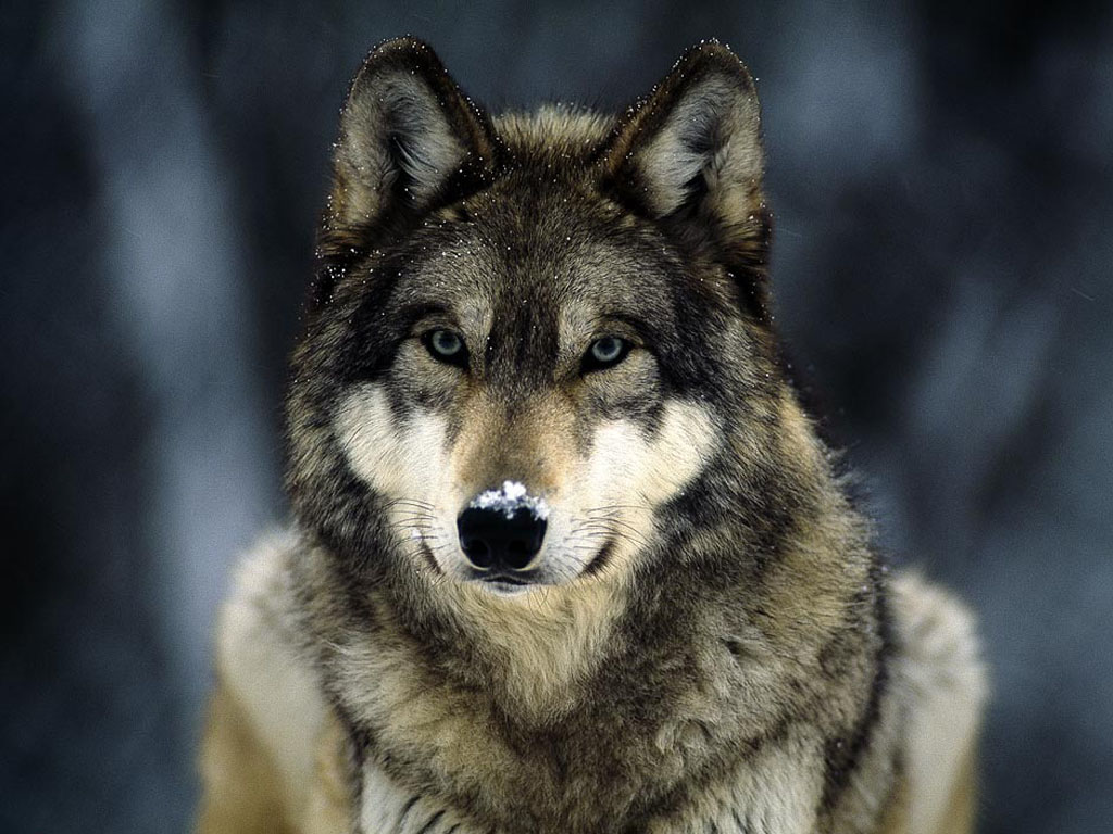 wallpapers Wolf in Winter Wallpapers