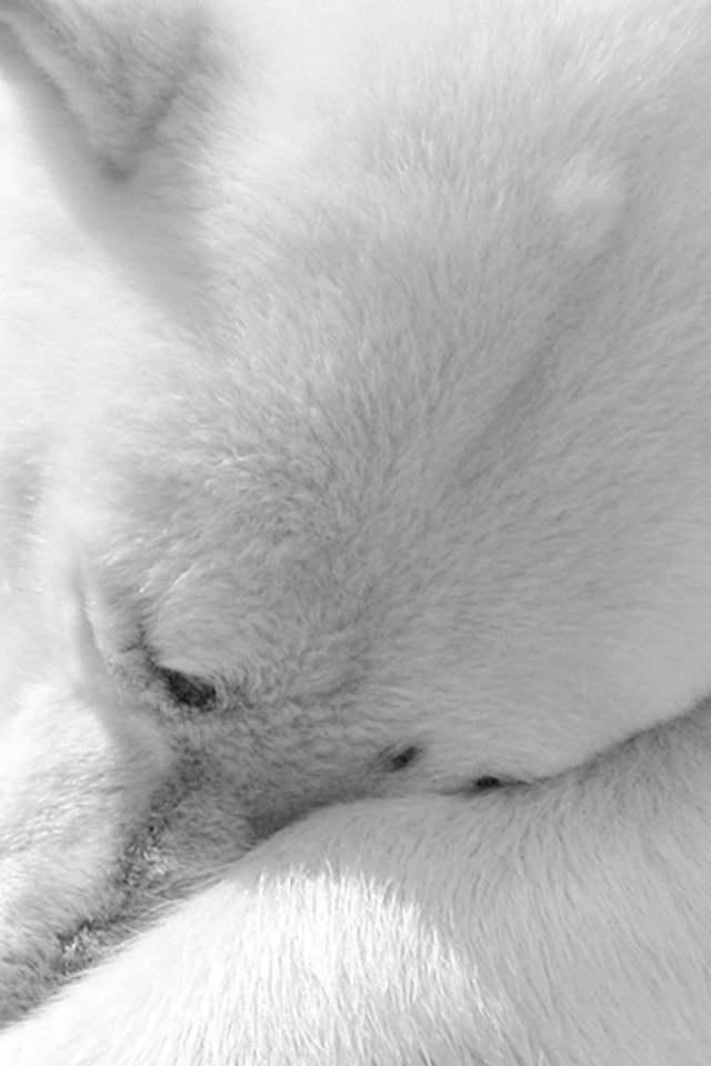 Desktop Wallpaper Holidays Christmas Polar Bear