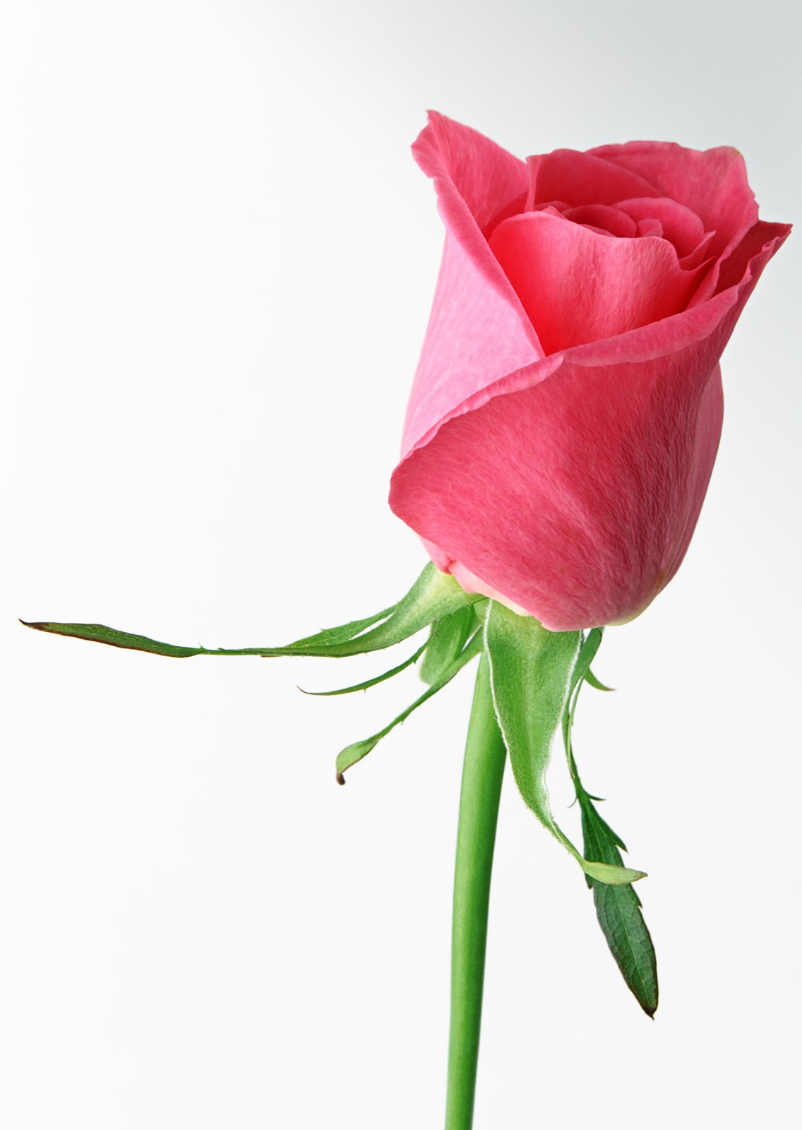 Pink Rose Single