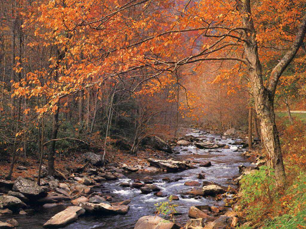 Thanksgiving And Autumn Desktop Wallpaper