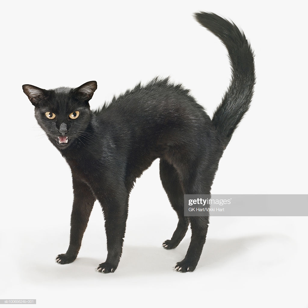 Black Cat Hissing On White Background Closeup High Res Stock Photo