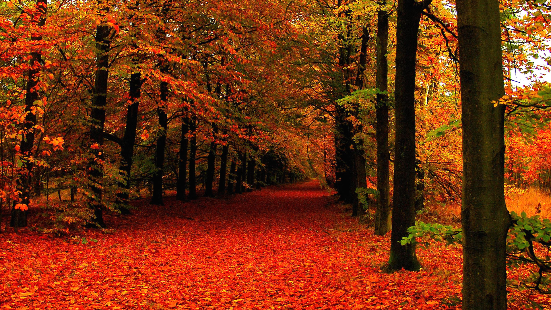 Fall Leaves Background Wallpaper win10 Themes