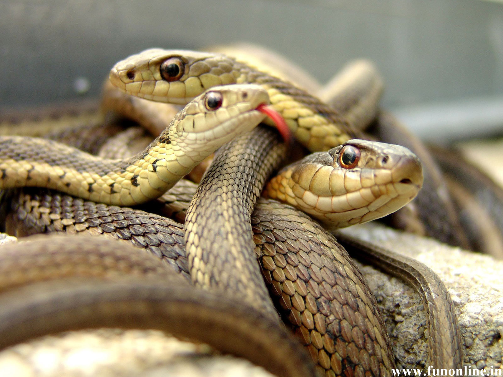 Snake Wallpapers Download Poisonous and Deadly Snakes HD Wallpapers