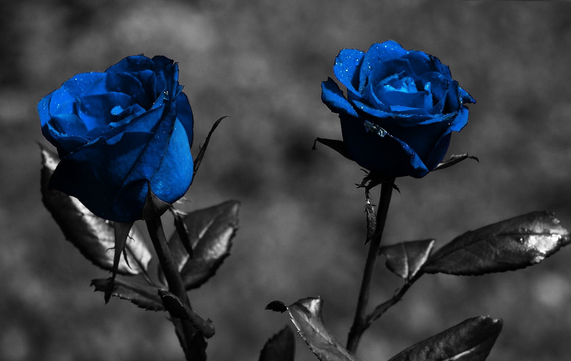 Blue Roses Desktop Background Wallpaper