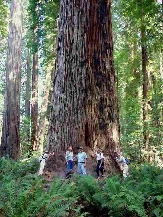 Tree Wallpaper Redwood