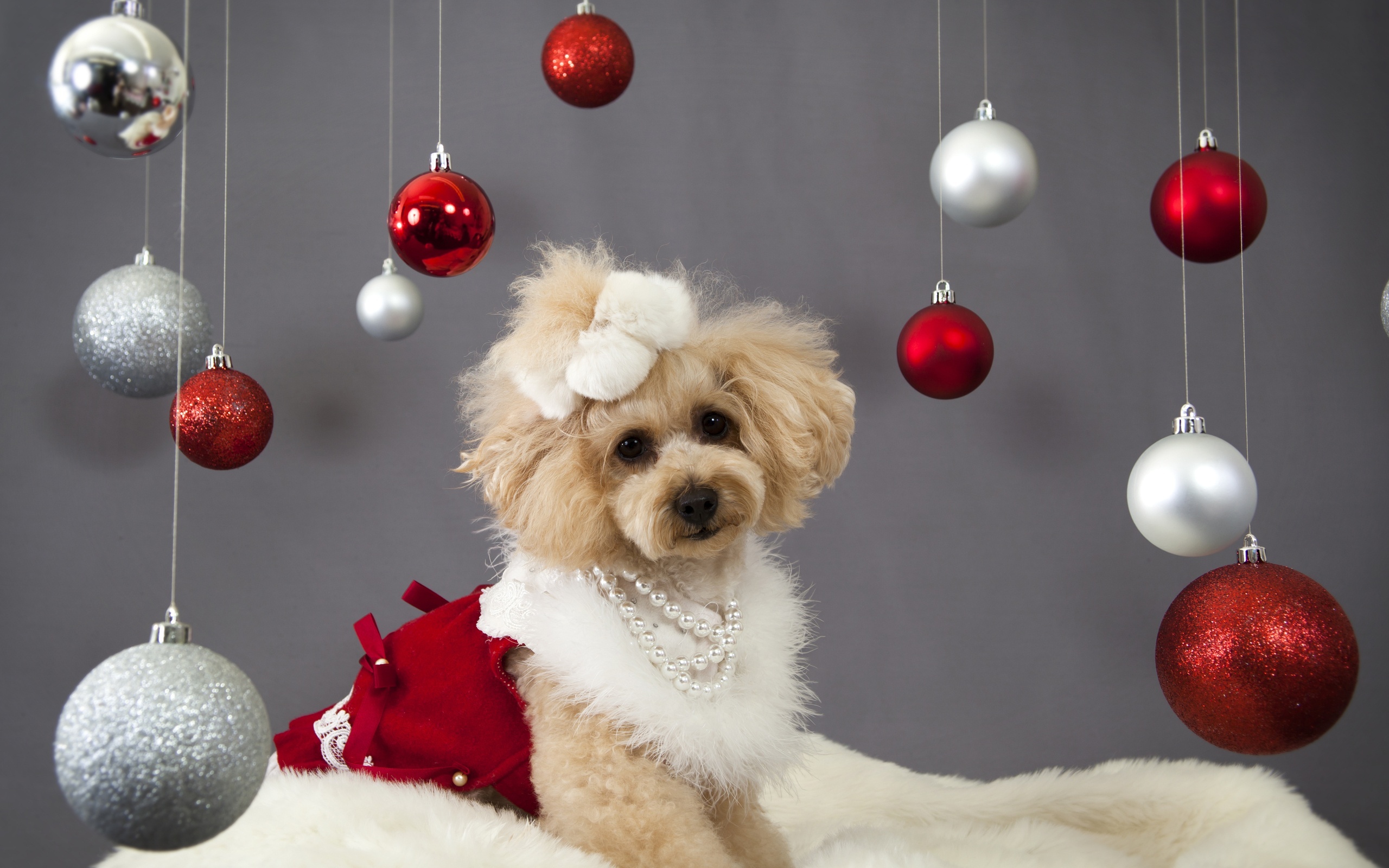 Desktop HD Christmas Photos Of Dogs Pics