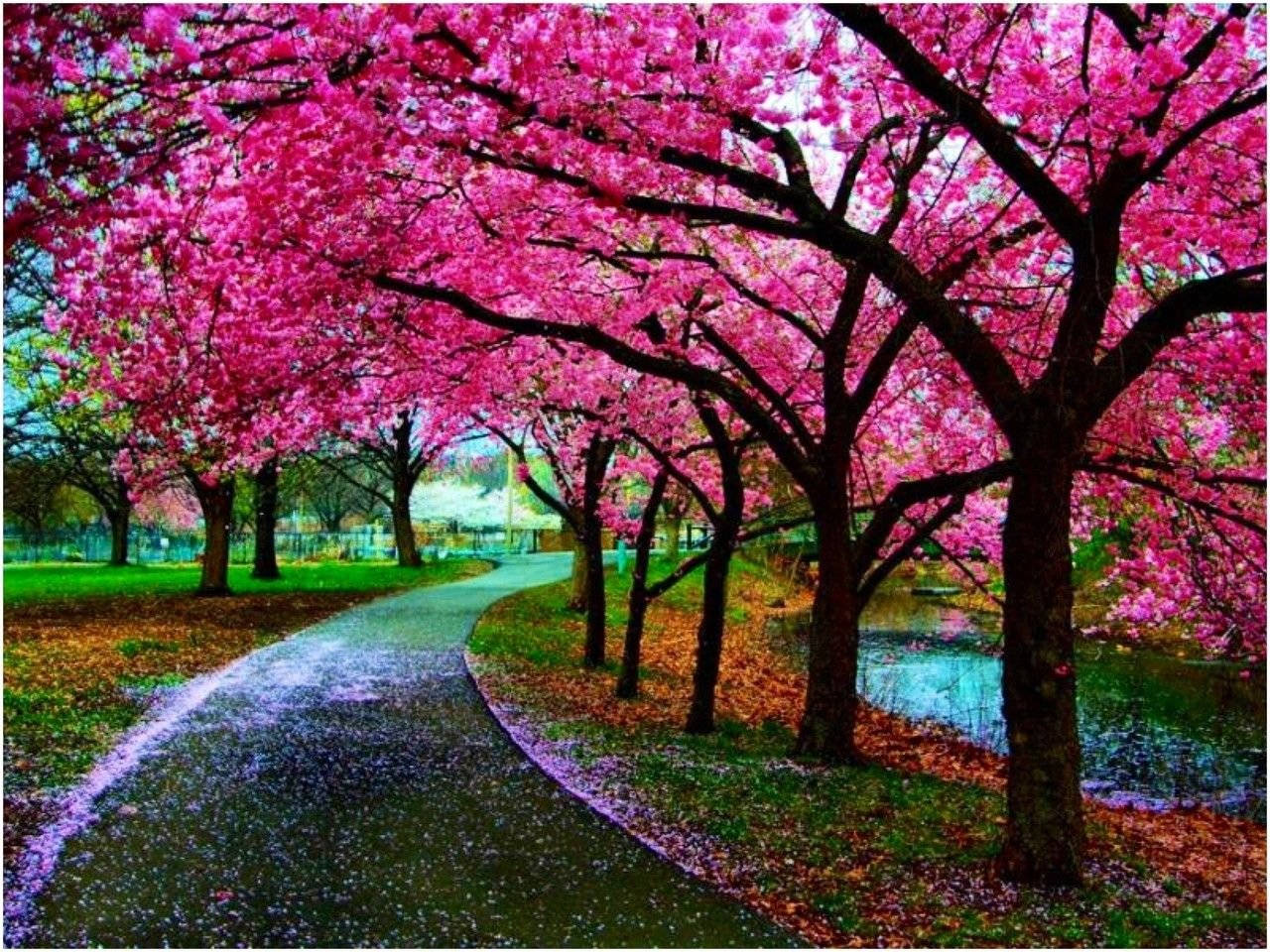 Cherry Blossom Wallpaper