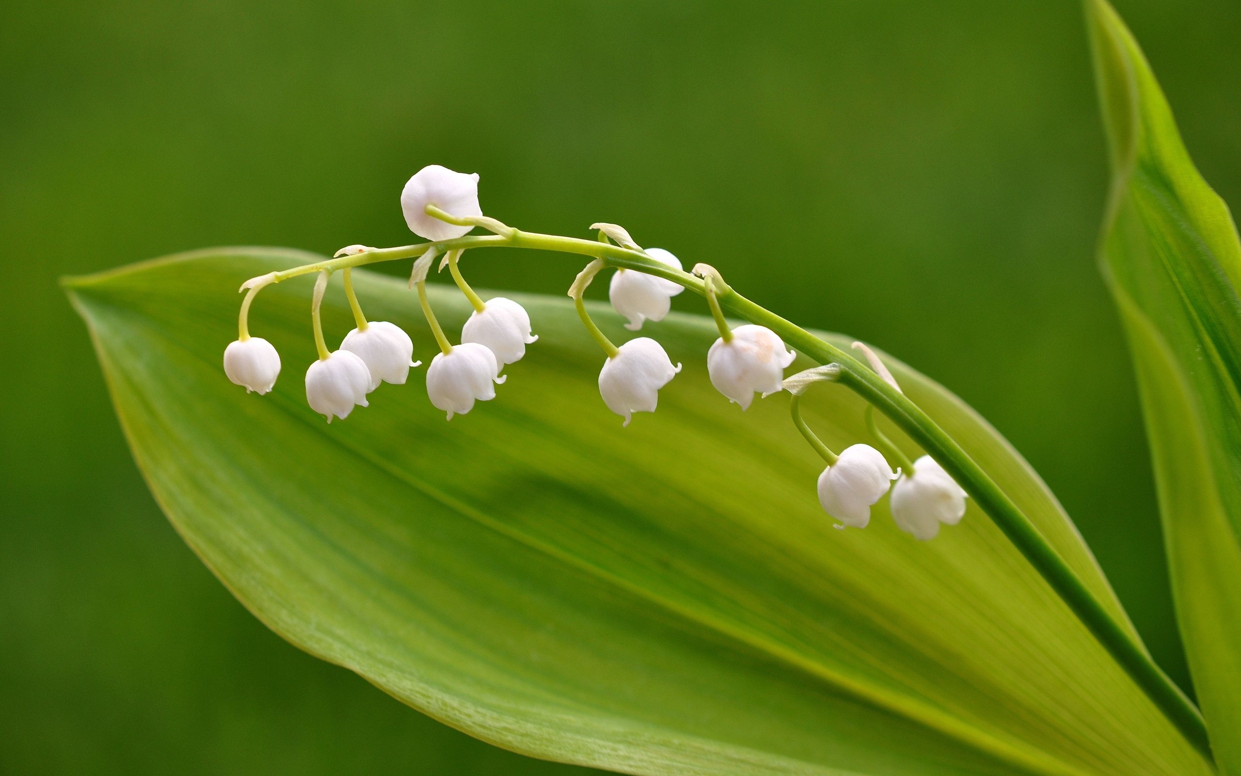 Lily Of The Valley Widescreen Wallpaper