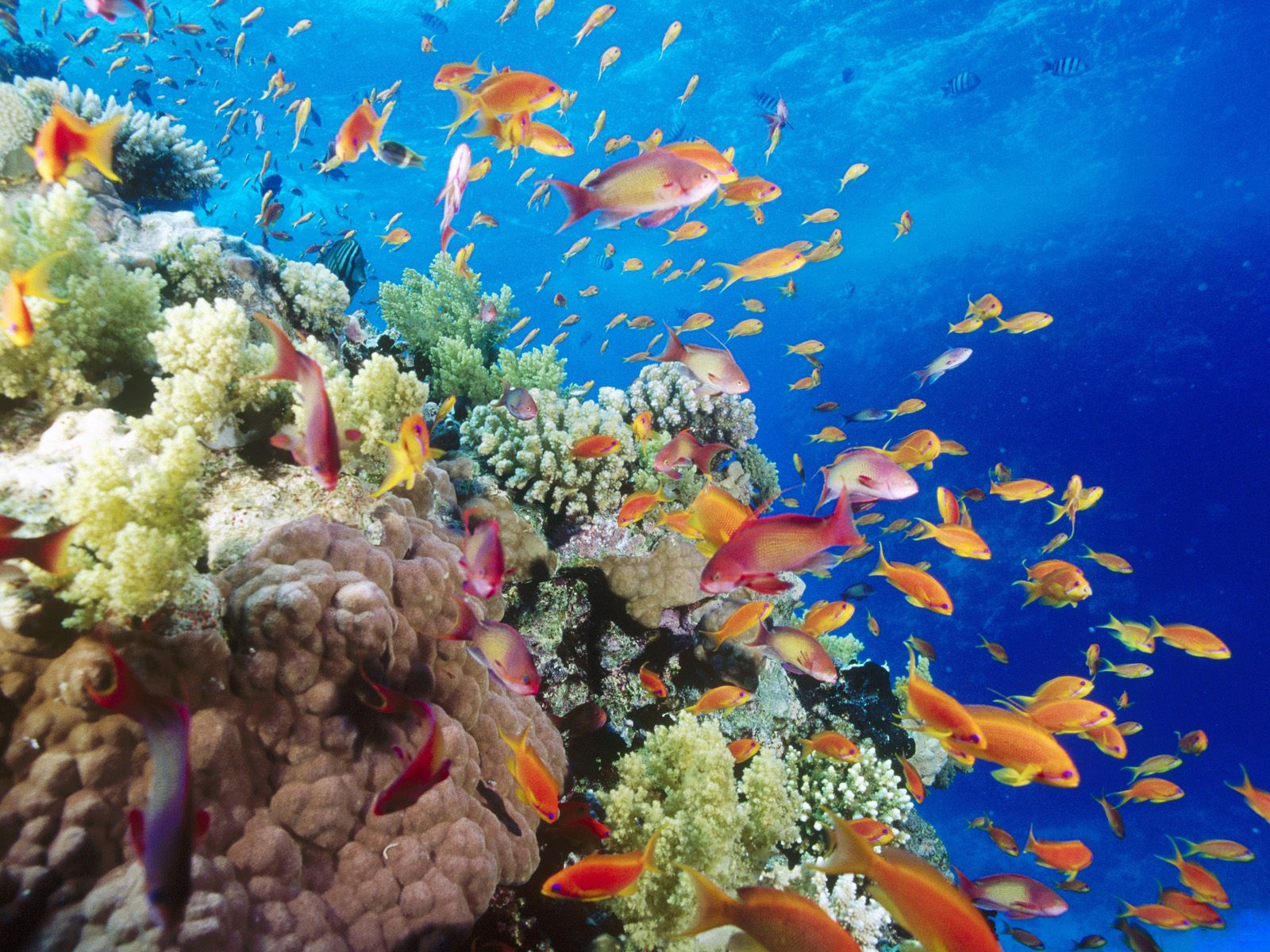Various Deep Sea Fish Underwater Wallpaper