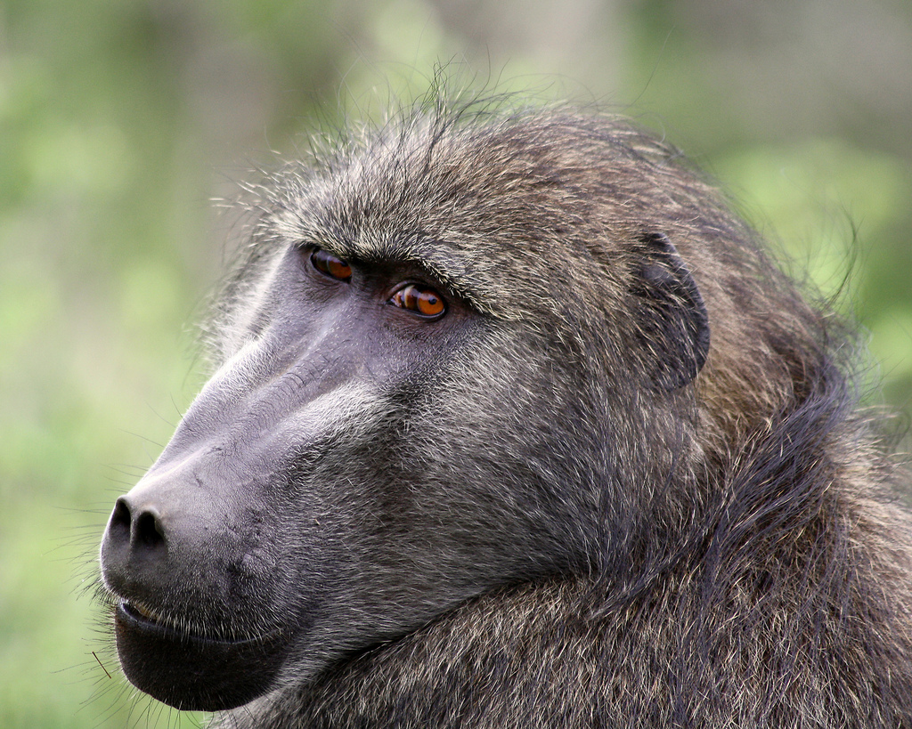 Close-up of a baboon's face, highlighting its expressive eyes and textured fur