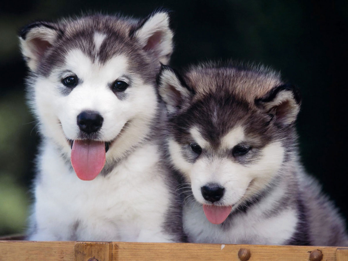 Siberian Husky Puppies Animals Wallpaper