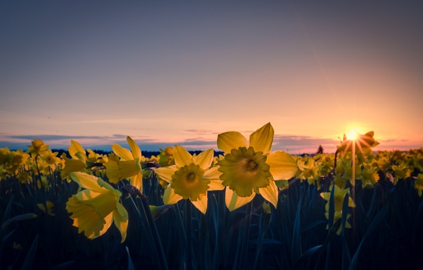 Daffodils Yellow Petals Flowers Field Evening Sun Rays Orange