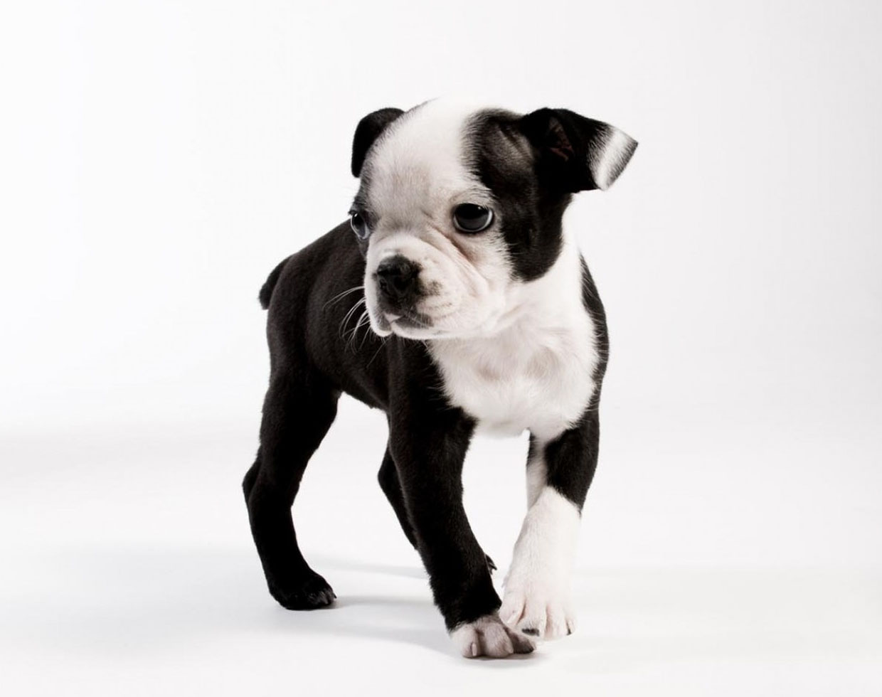 High Resolution Wallpaper Of A Boston Terrier Puppy