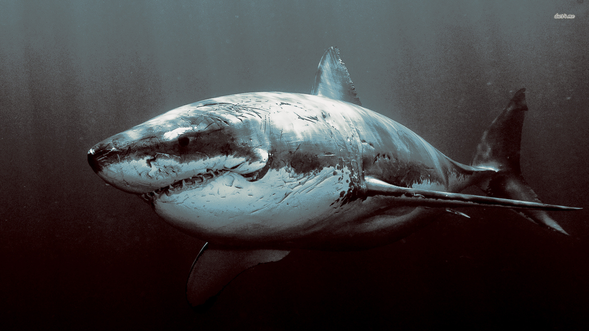 Shark Wallpaper