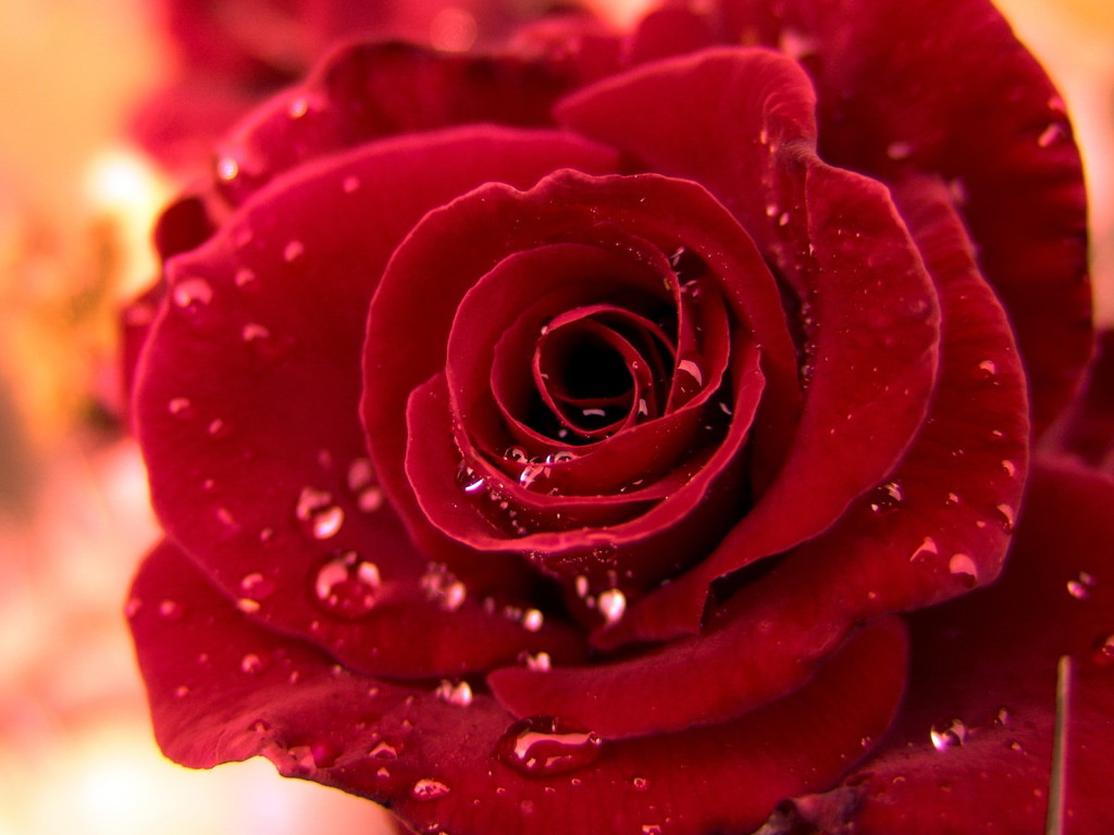 Wallpapers Planet Red Roses Wallpapers