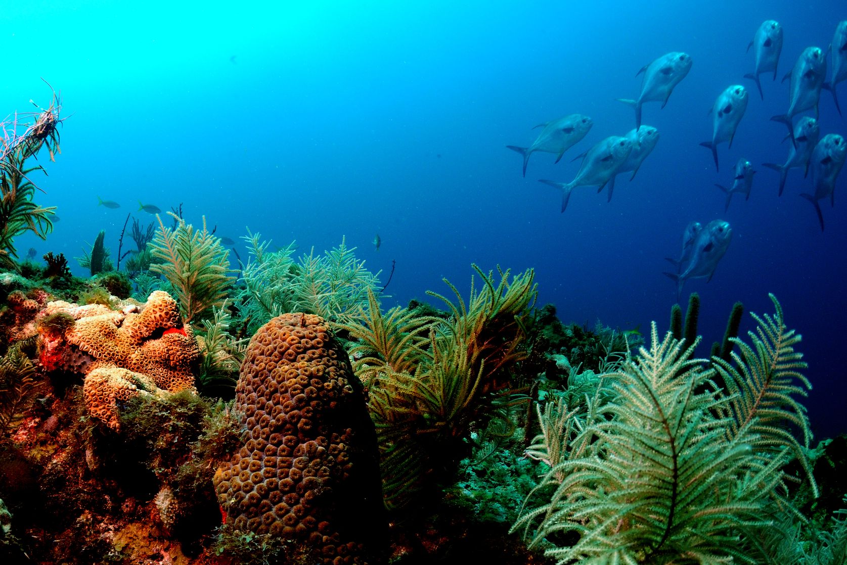 Fishes Underwater Reef Coral Color Sea Ocean Tropical Plants Wallpaper