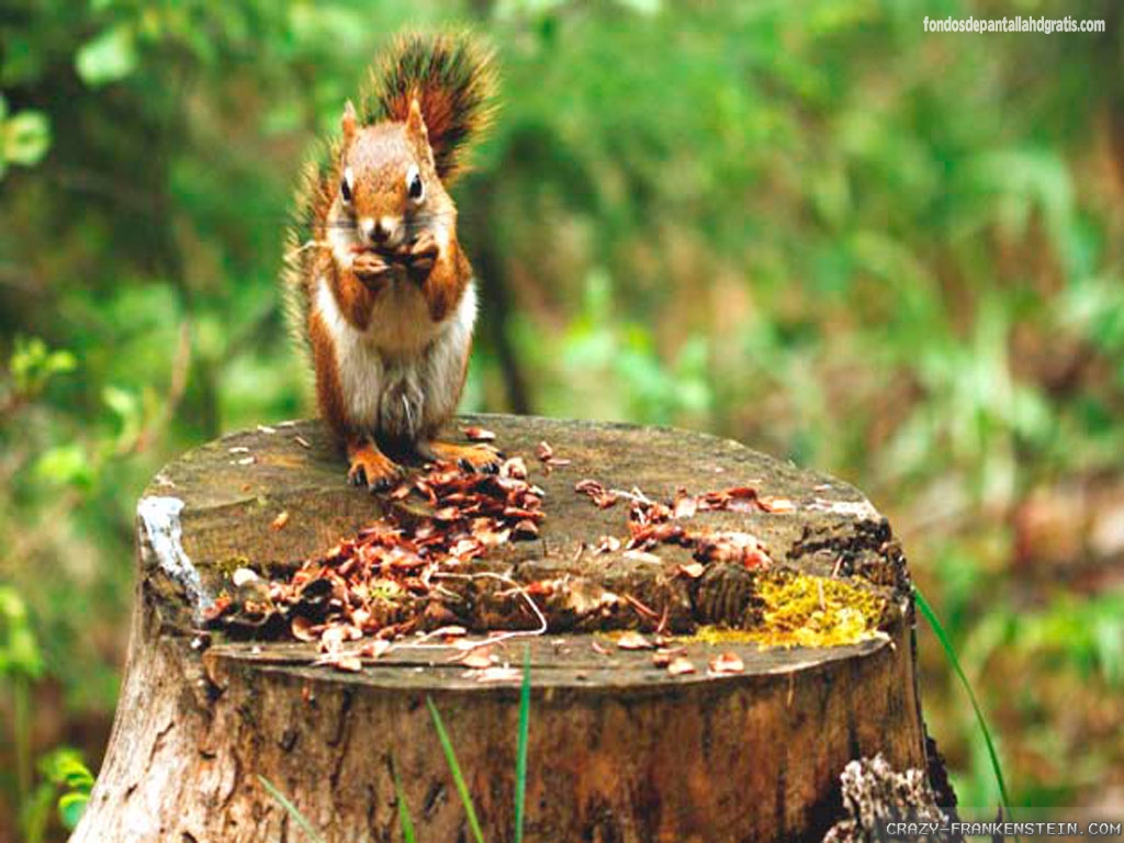 Descargar Imagen Chipmunk Spring Animals Wallpaper HD