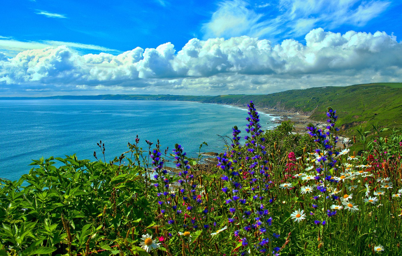Wallpaper Sea Flowers Coast Bay England Cornwall