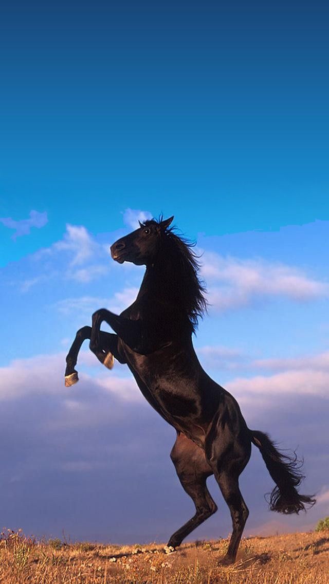 Black Horse Animals And Nature iPhone Wallpaper Tap To See More