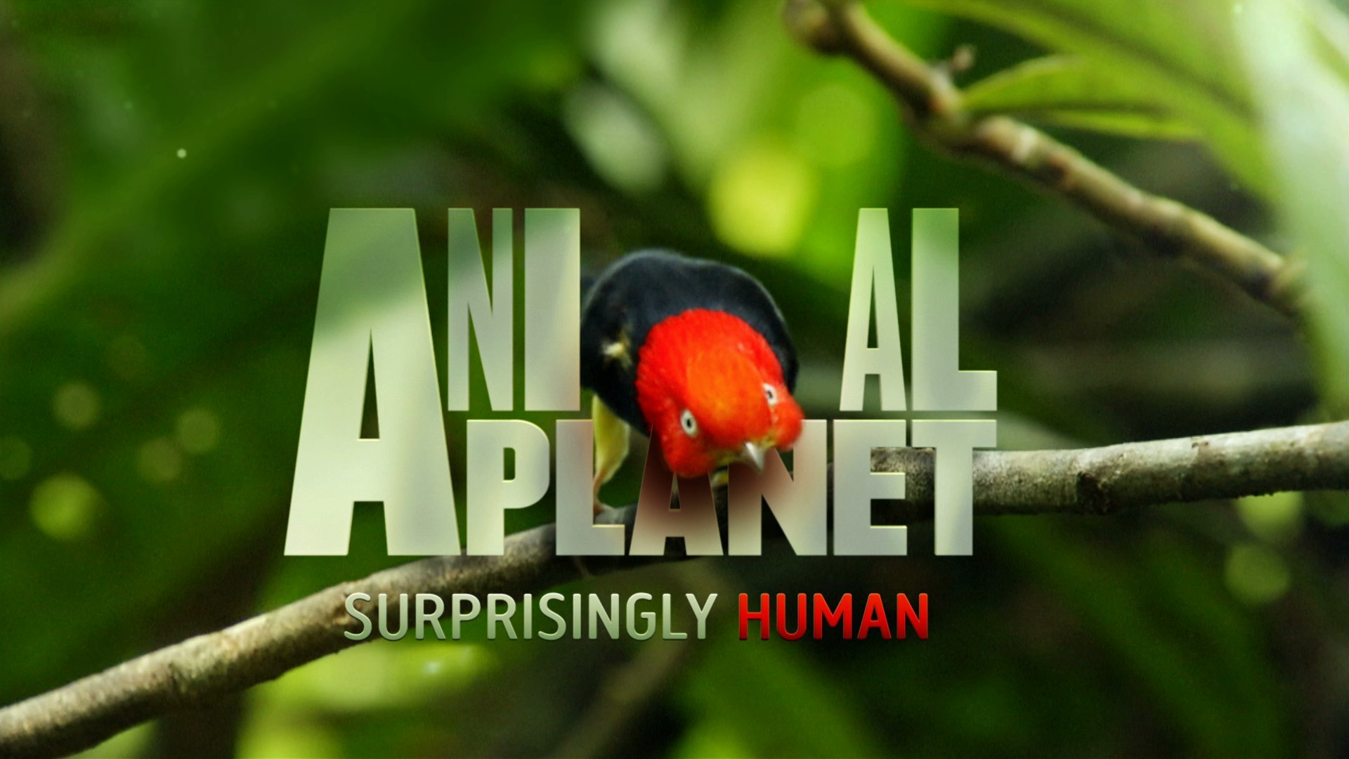 Animal Planet Wallpaper