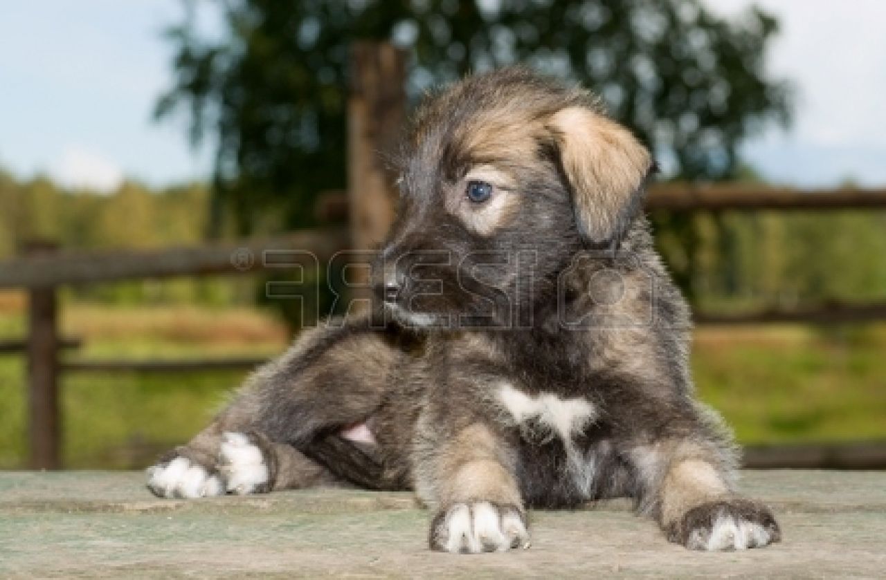 Irish Wolfhound Puppy Pictures Widescreen HD Wallpaper