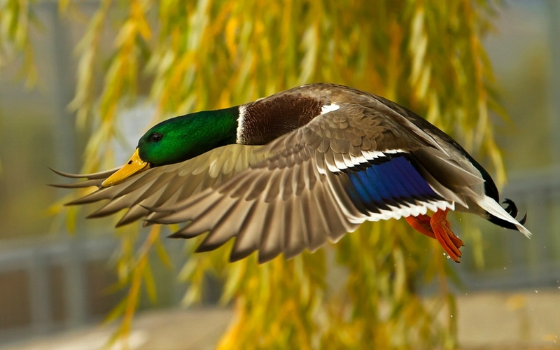 Ducks Fly Wallpaper Birds Desktop