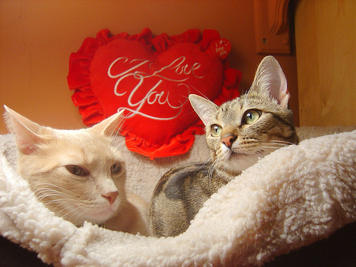 Cute Valentine S Day Kittens Cat Pic