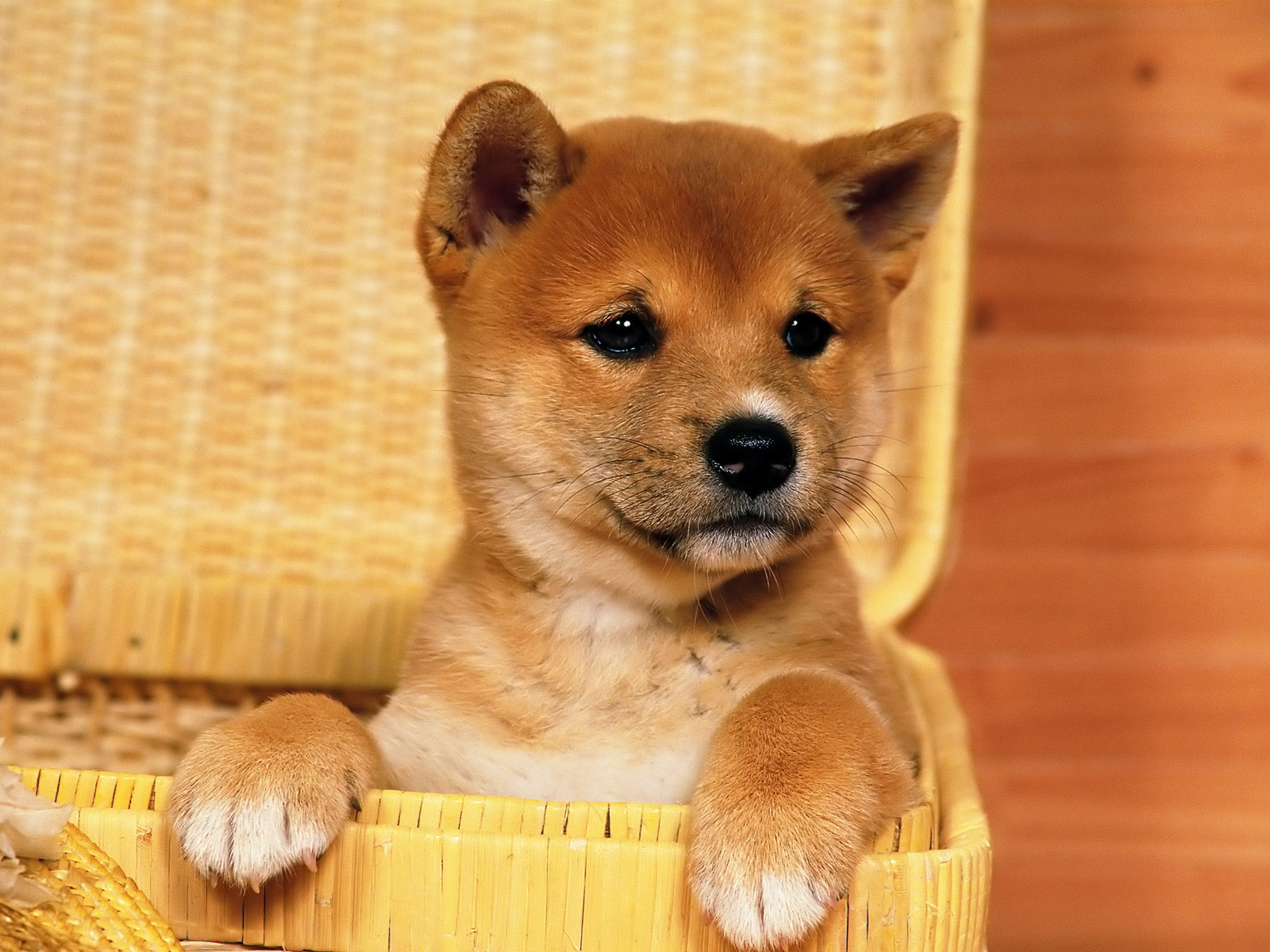 Rate Select Rating Give Shiba Inu Puppy