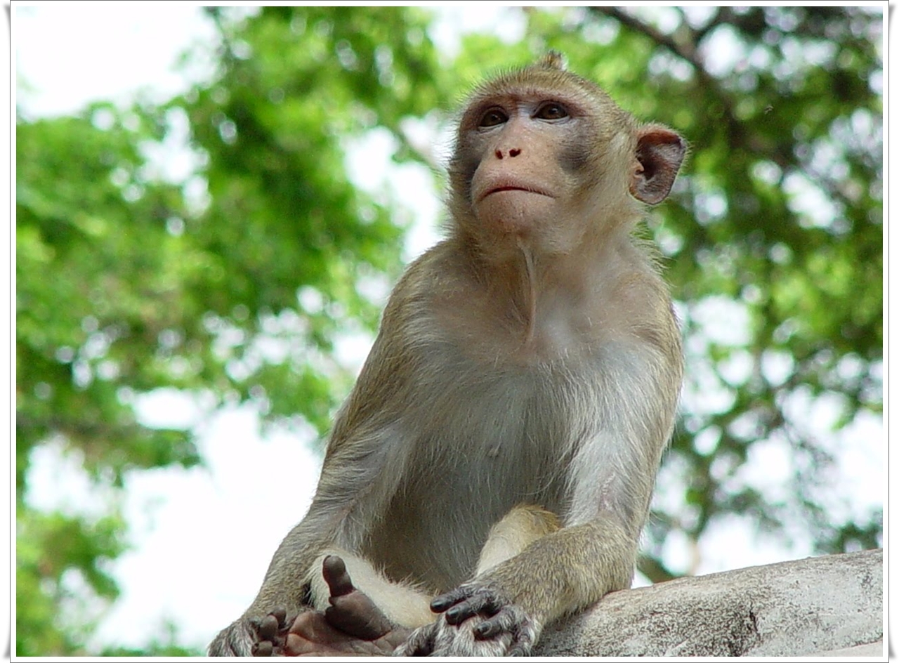Monkey Desktop Wallpaper Animals