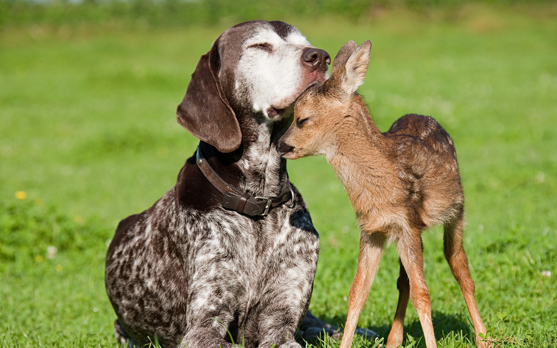 Dog And Deer Wallpaper Image Pictures Photos