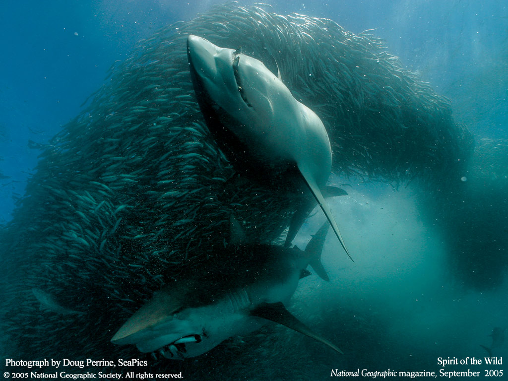 Wallpaper Pc Nature National Geographic