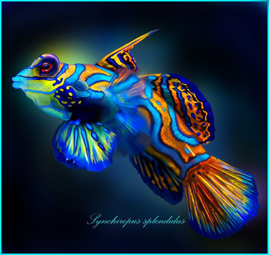 Mandarin Goby These Fish Are So Beautiful It Is Hard To Believe