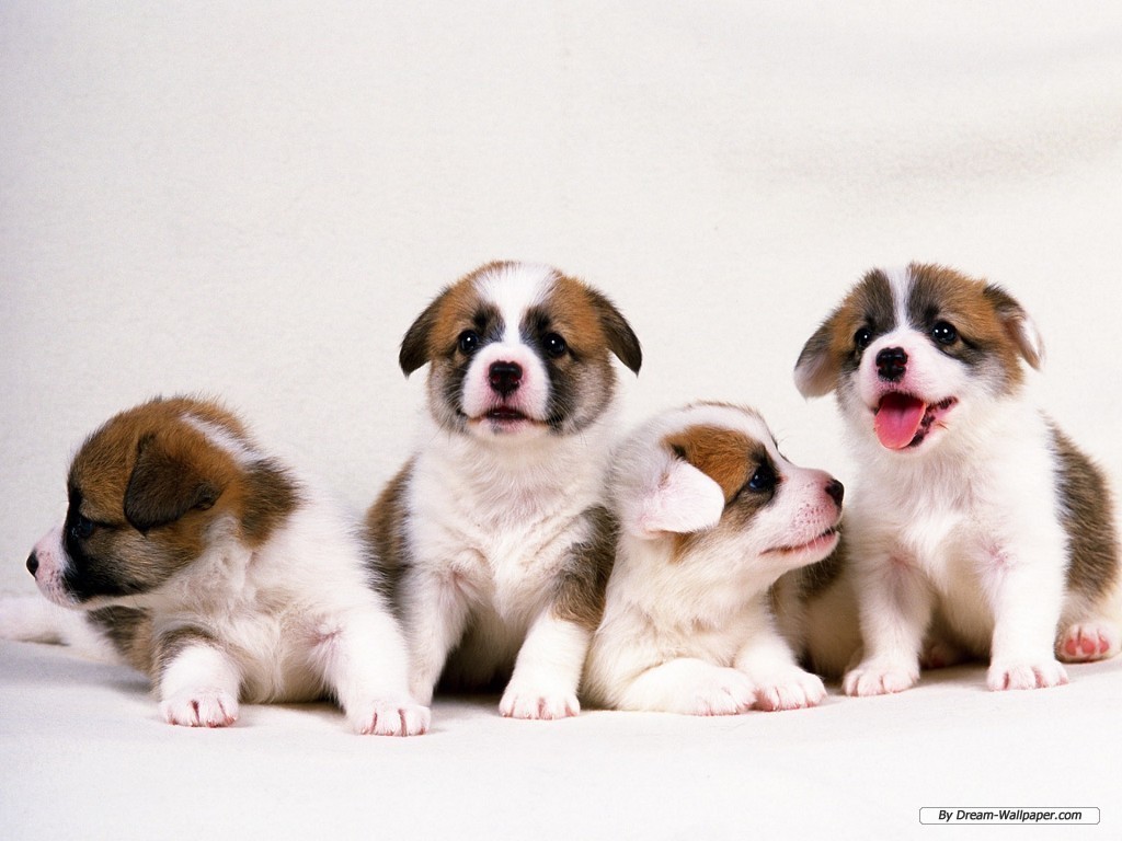 Puppy Wallpaper   Dogs Wallpaper 7013435