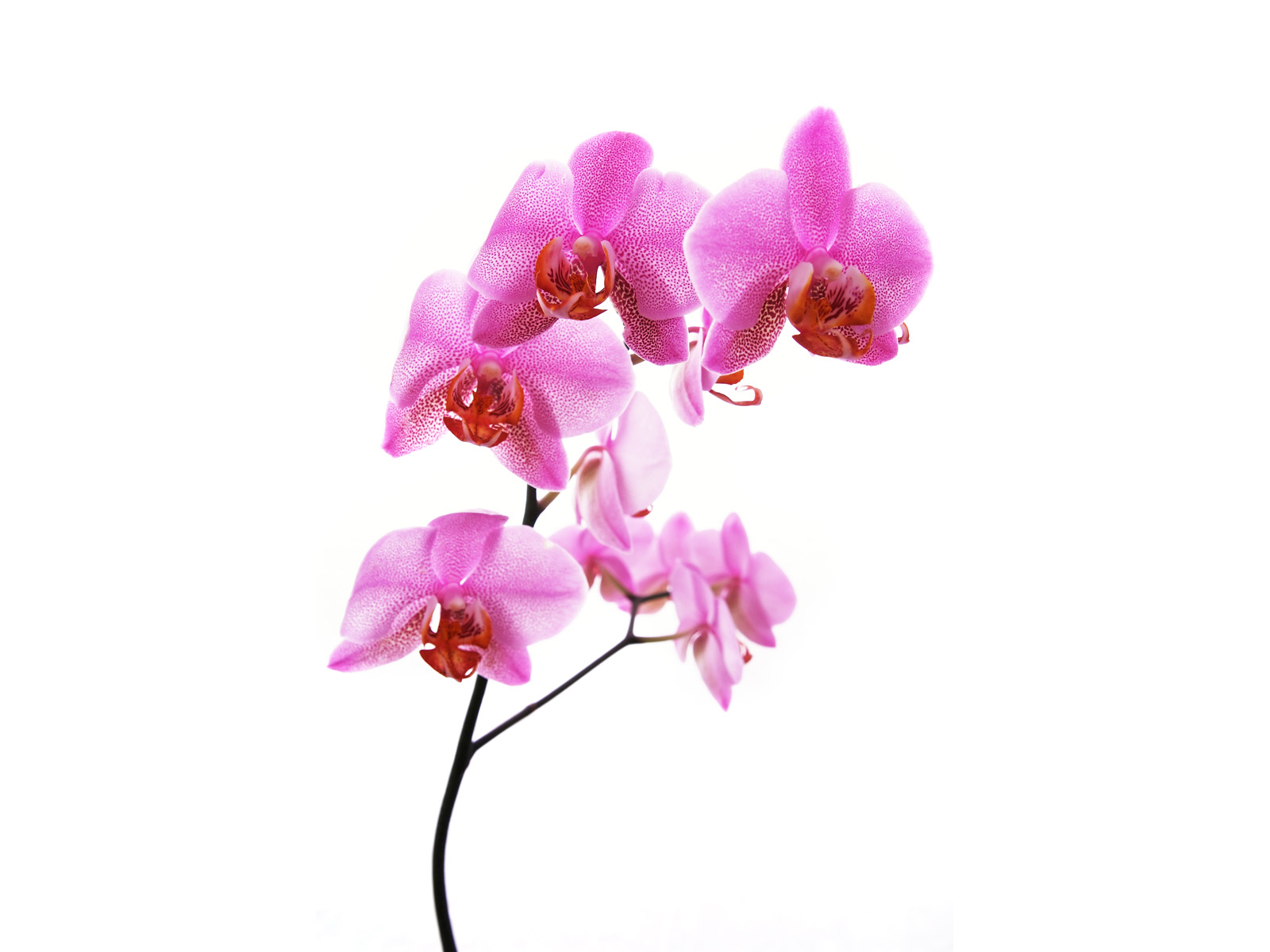 Flowers Orchid High Quality Background Pictures