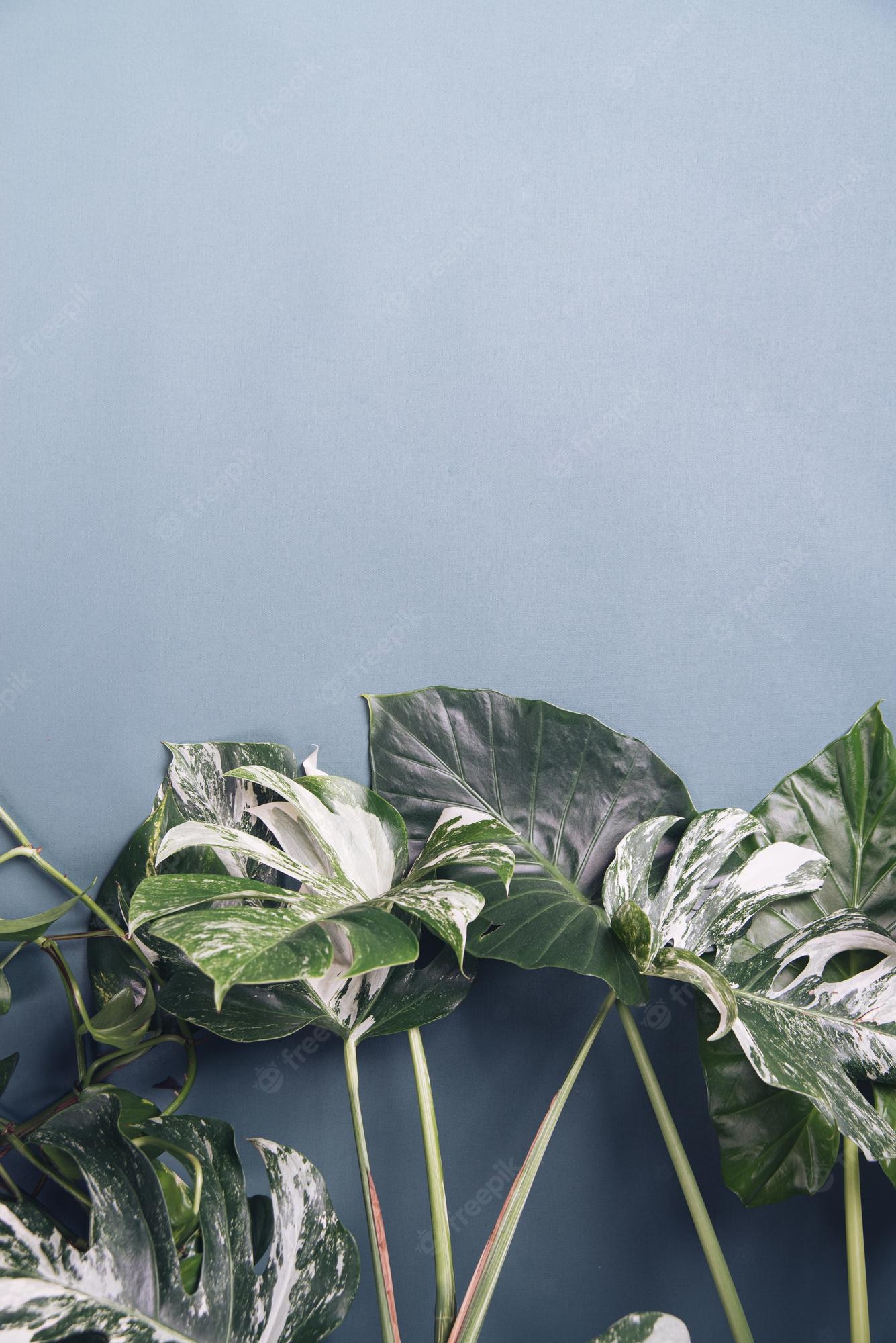Plants Aesthetic Wallpaper